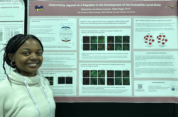 Sally G Pasion (@sgpombe) on Twitter photo Thanks, <a href="/StephanieAwuzie/">Stephanie Awuzie</a>, @SFStateBIO <a href="/Riggslab/">Blake Riggs</a> MS student, for sharing your progress tracking apical and basal cell fate determinants in #Jagunal mutants in your stem cell division studies at second #TAGC24 Poster Session! Looking forward to scRNA seq! <a href="/SEO_SFSU/">Student Enrichment Opportunities (SEO)--SF State</a> <a href="/SFSU/">SF State</a> <a href="/calstate/">The CSU</a> Thanks, <a href="/StephanieAwuzie/">Stephanie Awuzie</a>, @SFStateBIO <a href="/Riggslab/">Blake Riggs</a> MS student, for sharing your progress tracking apical and basal cell fate determinants in #Jagunal mutants in your stem cell division studies at second #TAGC24 Poster Session! Looking forward to scRNA seq! <a href="/SEO_SFSU/">Student Enrichment Opportunities (SEO)--SF State</a> <a href="/SFSU/">SF State</a> <a href="/calstate/">The CSU</a>