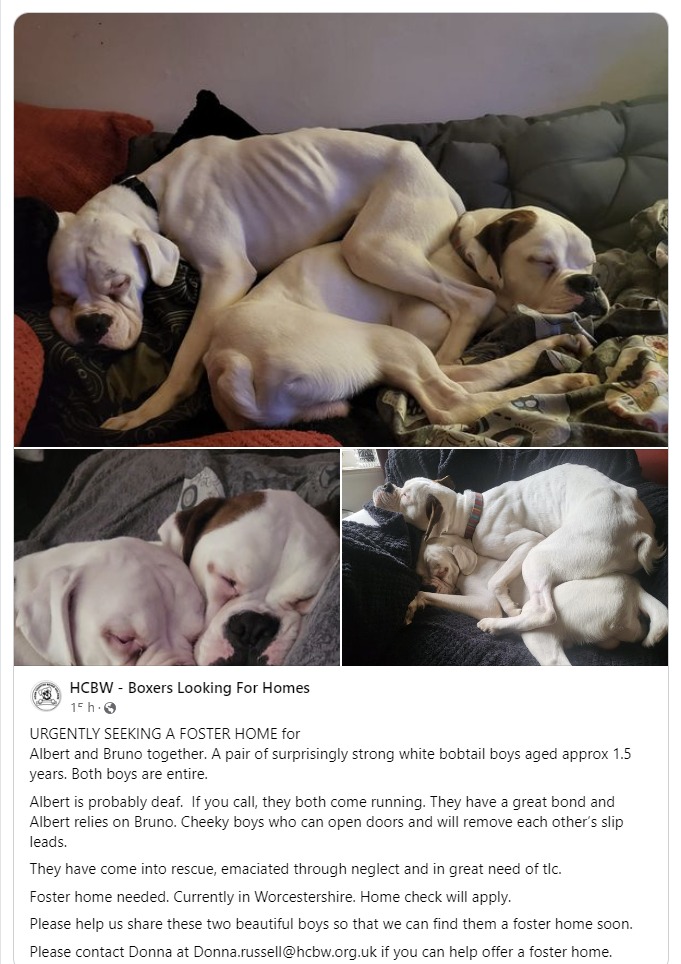 If there are any Foster peeps about...