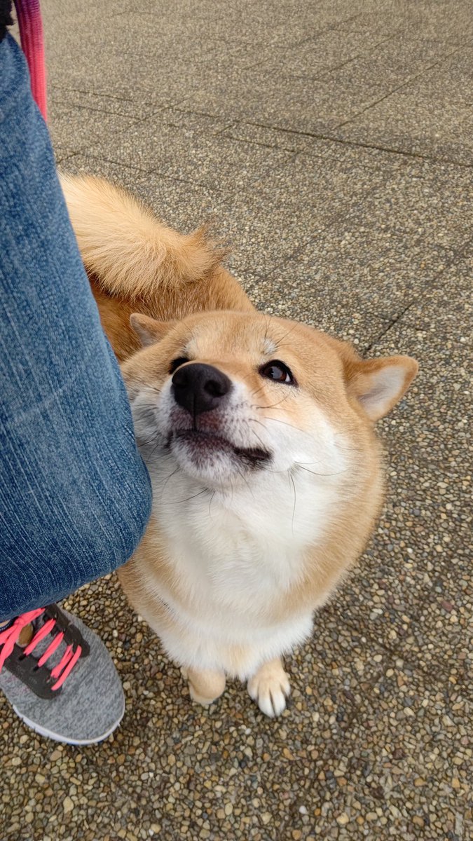 飼い主を落としにくるイッヌ