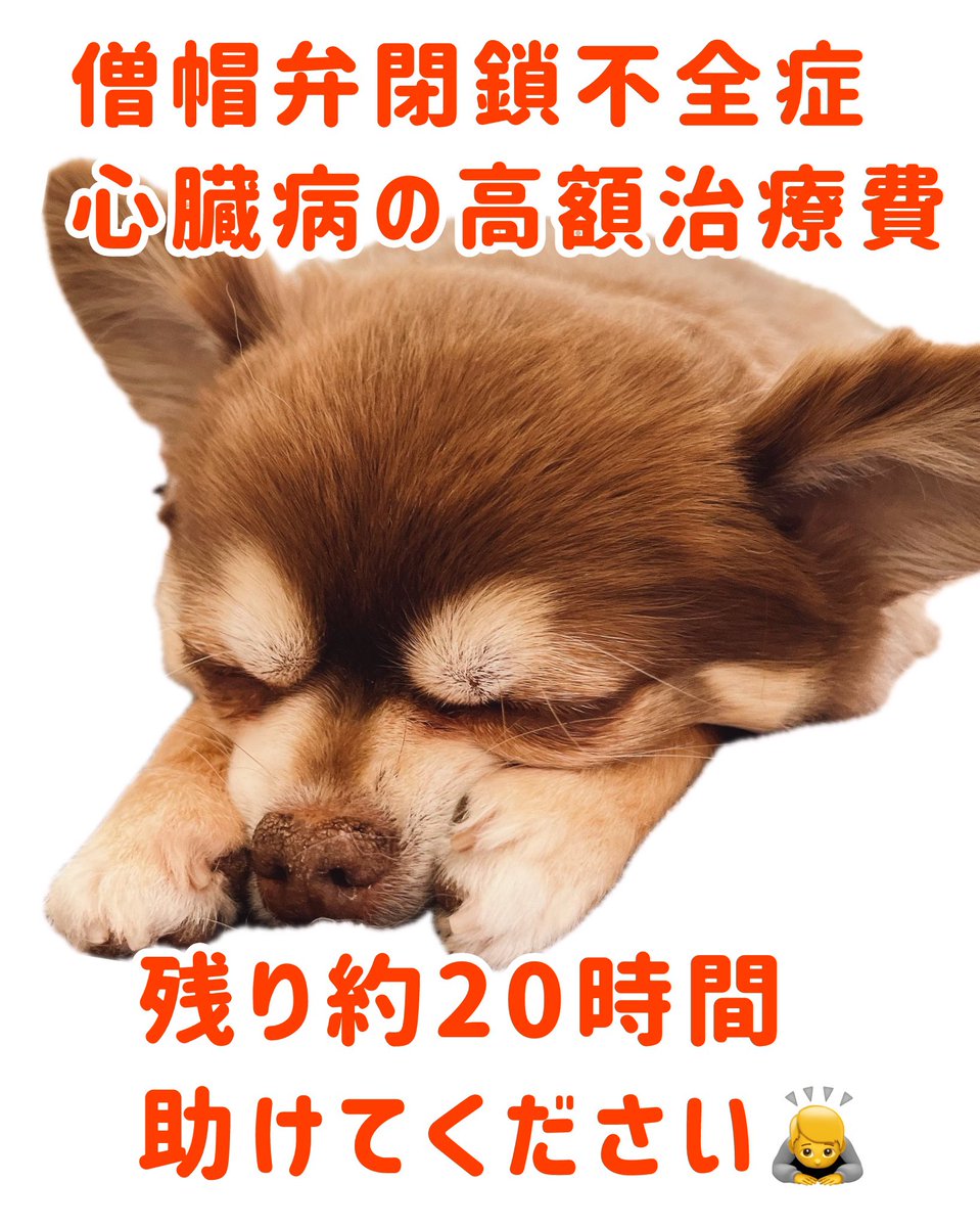 助けてください‼️
僧帽弁閉鎖不全症治療費のクラウドファンディング終了まで残りわずか💦💦

【残り約20時間‼️】
【目標まで40万4千円】

詳細はプロフィールURLからご覧ください🙇
家族が重い病で倒れ、皆様に頼らせていただいています🙇
readyfor.jp/projects/135900