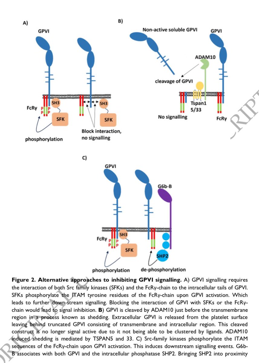BartoszHudzik's tweet photo. #Glycoprotein VI #GPVI plays a major role in #thrombosis but not #hemostasis, making it a promising #antithrombotic target 👉 https://t.co/EaaDE7oz0v #bleeding #thrombus #CVD @ESC_Journals @EditorEHJCVP @DFCapodanno @vlgmrc @Drroxmehran @drjohnm @FeliceGragnano @VijayKunadian https://t.co/GOHxh6j9kE