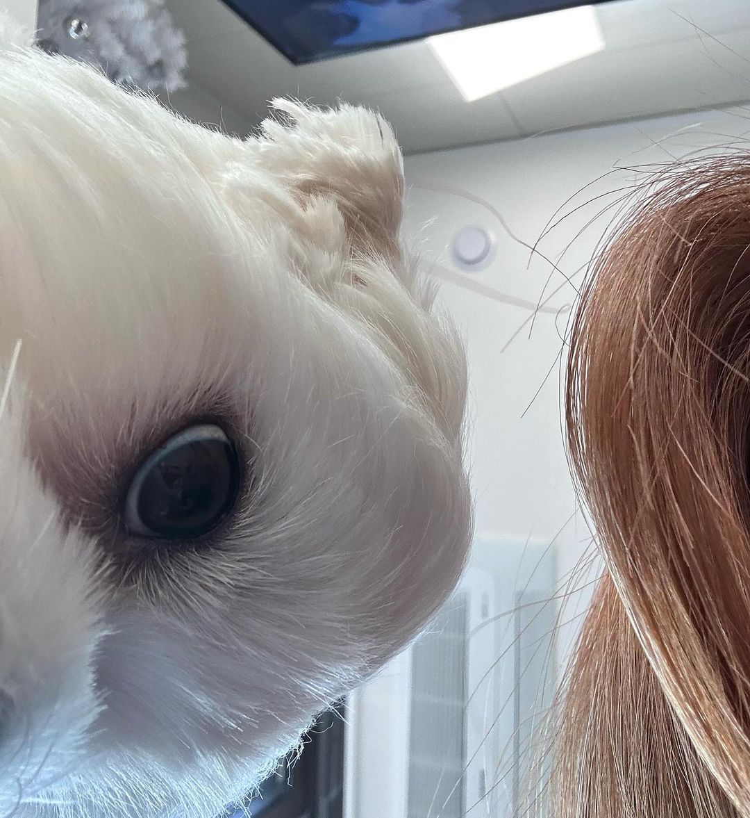 renebaeble's tweet photo. Iru as companion.🤍 https://t.co/p4fHbRk6B8