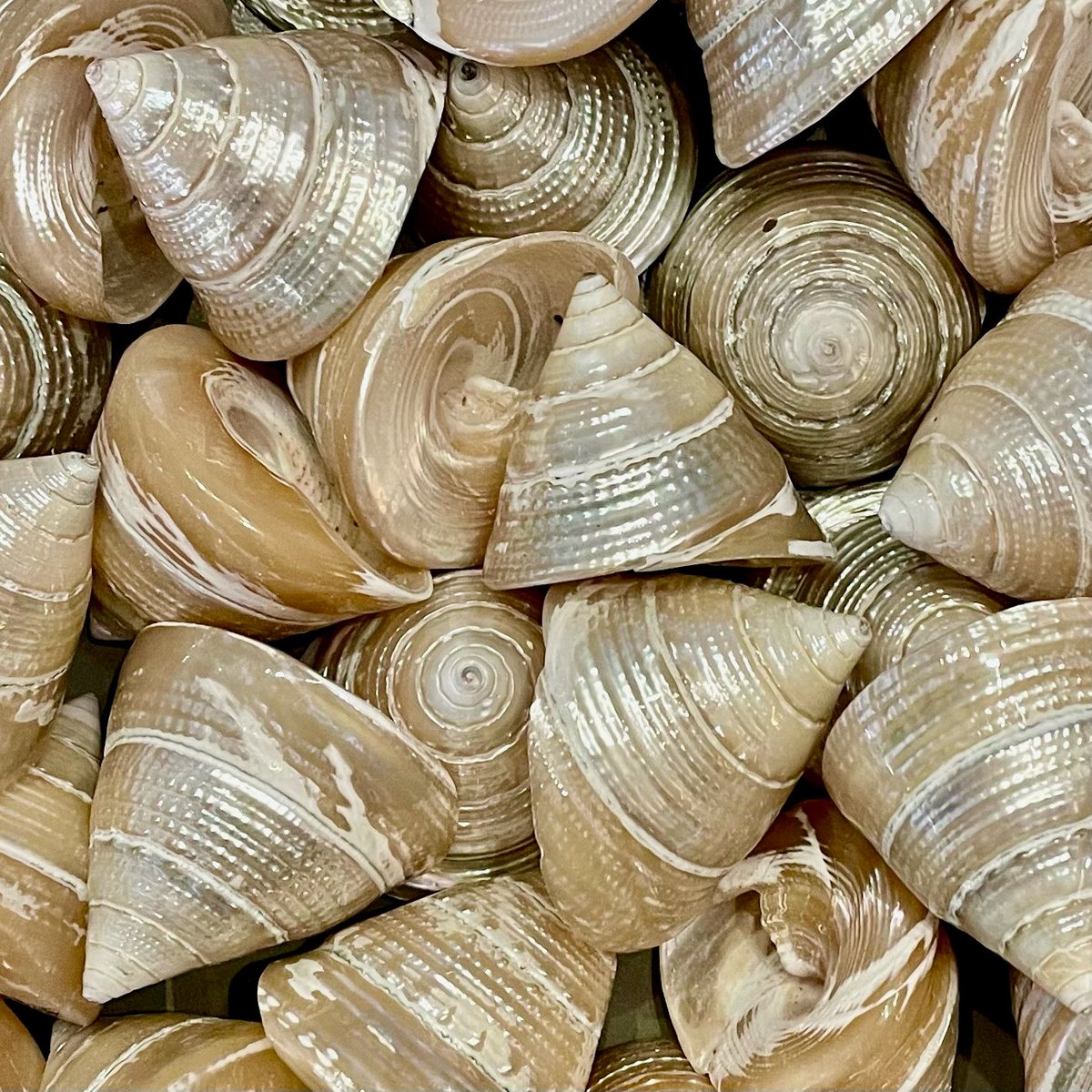 shellgrotto's tweet photo. To 'shell-ebrate' all the wonderful mums out there on #MothersDay, we’re gifting every mum a free pearl troca shell when they visit the Grotto this Sunday with a paying ‘child’ - whether that child is 4, 24 or 64! We're open from 11am-4pm🐚 https://t.co/OFpMZnqjDB