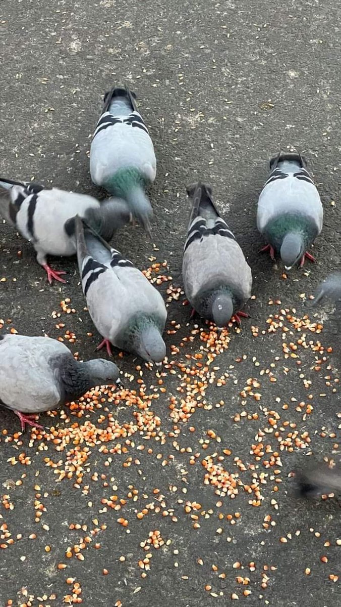 يا قاضي الحاجات اقضِ حوائجنا بقدرتك