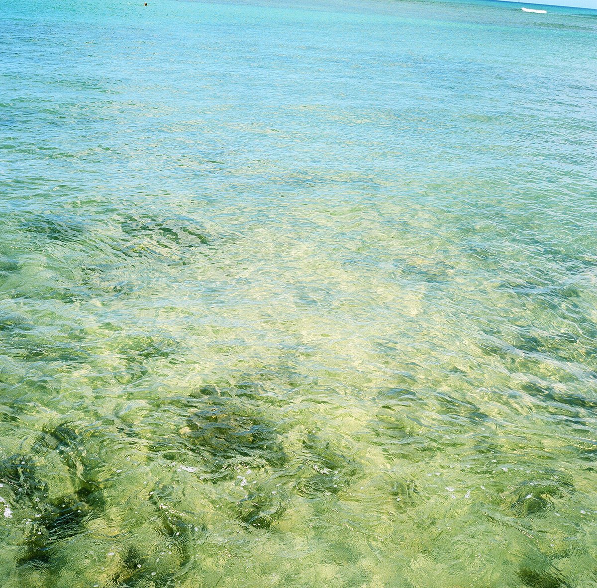 WAIKIKI PHOTOGRAPH
clear sea , oaf
#hawaii 
#oafu 
#beach 
#waikiki 
#ワイキキ
#clearsea 
#透き通る海 
#skyandsea 
#beautifulsky 
#オアフ島 
#sacredplace 
#filmphotography 
#filmcamera 
#rolleiflex28f 
#ローライフレックス28f 
#waikiki_inc_photograph