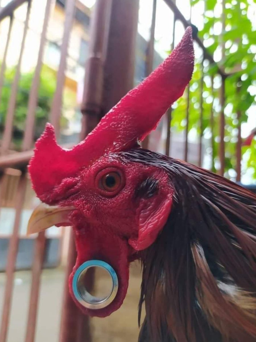 El pive que se apellida Gallardo: