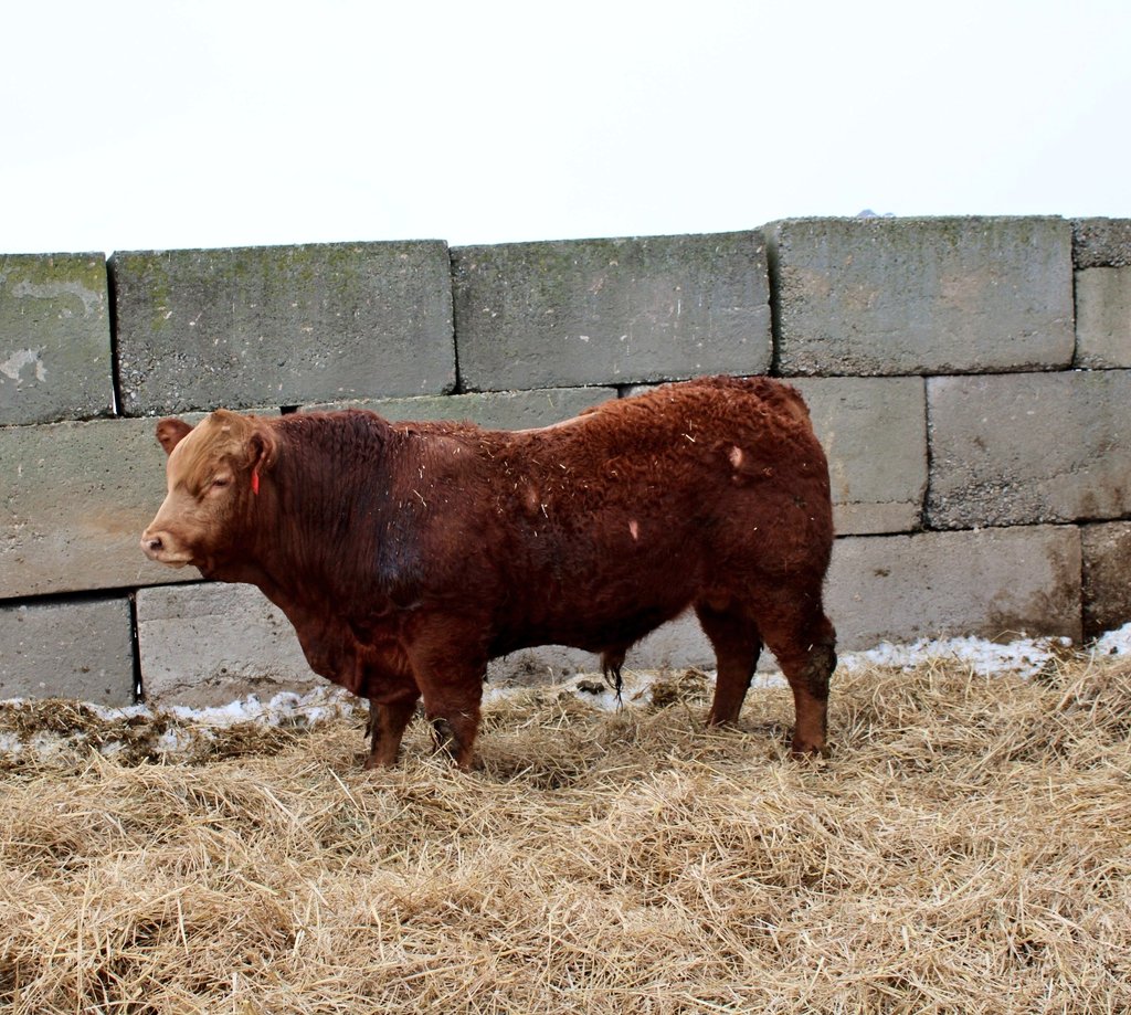 Bulls have all passed their semen evaluation! 

Bulls have carcass data available, actual weights and scrotal measurements, parent verified, and carry 2 copies of the F94L gene. 

Stop by anytime to visit, and view the bulls!  

<a href="/CDNLimousin/">Canadian Limousin</a> <a href="/BeefFarmersON/">Beef Farmers of Ontario</a>