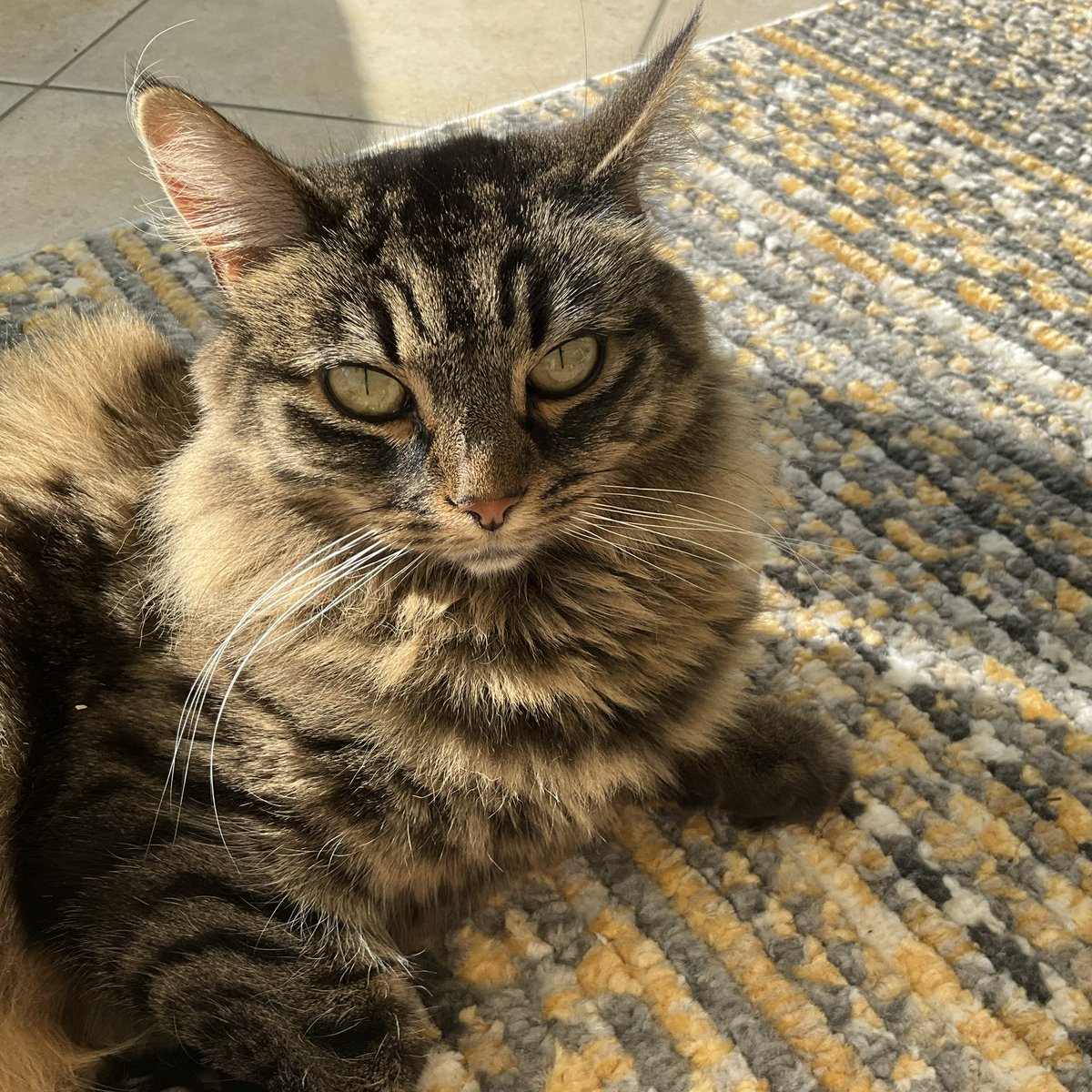 Misty melting into the rug in a #Caturday sun puddle