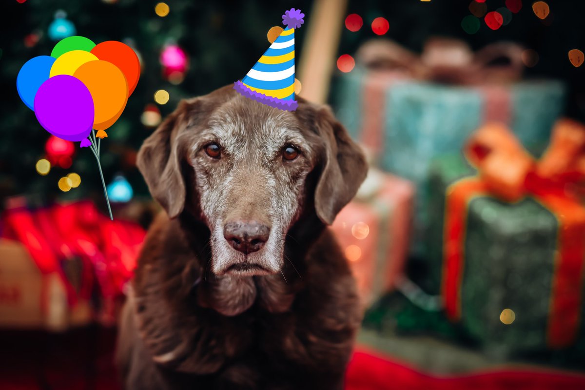 123LetsGoNic's tweet image. She may not be a “black dog” but it IS her 13th birthday today so that should count for something! Happy birthday Harlie! @taylornation13 @taylorswift13