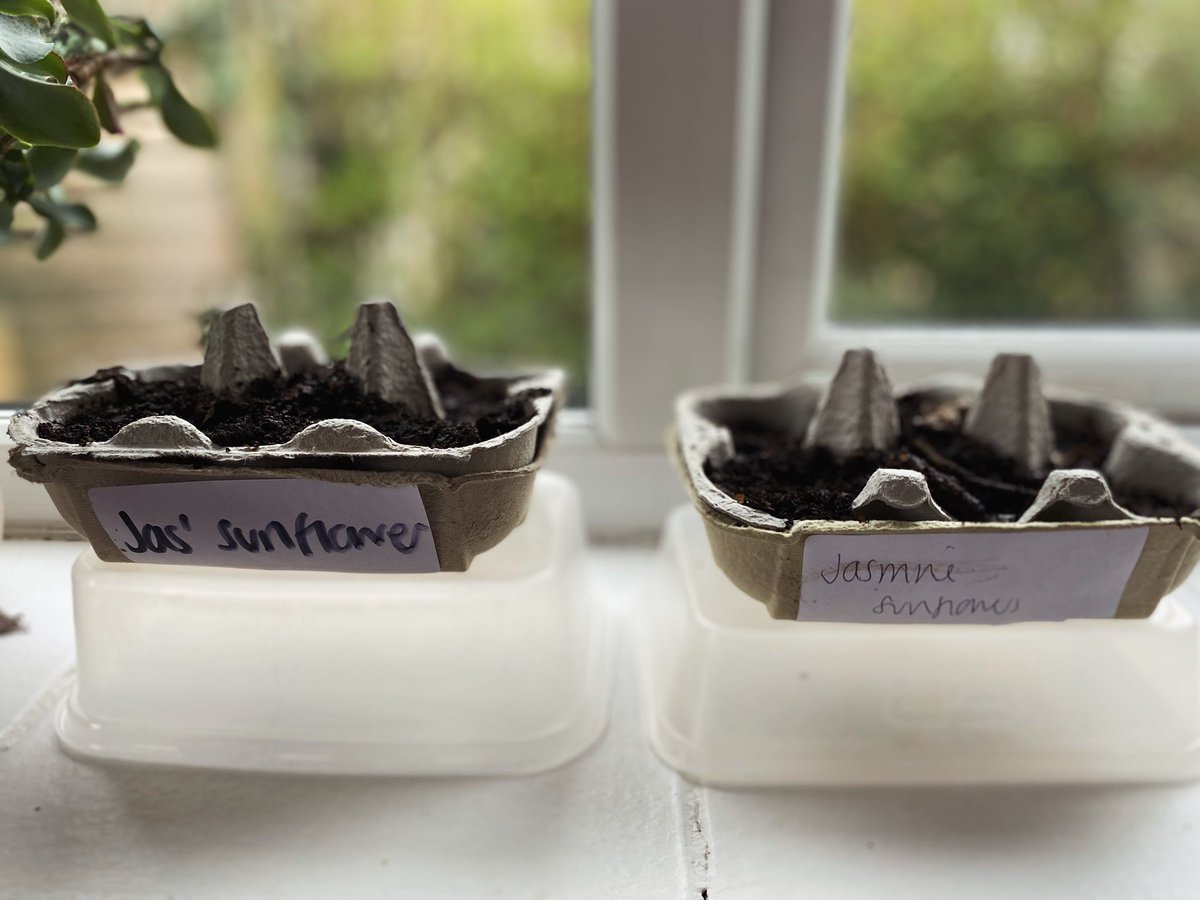 GemmaFoster's tweet photo. for me this feels like the first signs of spring…, we are planting sunflowers! i love that we have a fantastic garden in the rectory for them! https://t.co/5zNyEKnIOR