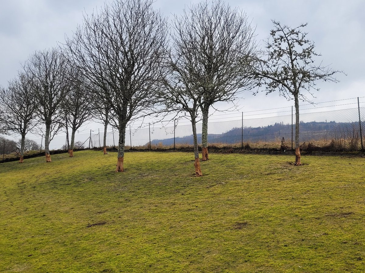 MorvenMacrae's tweet photo. Hey @PerthandKinross what's going on at Pitlochry cemetery?  Visit to lay flowers on my mums grave for mothers day to find EVERY tree ring barked. They will all now die. Any explanation? Human or animal?  Really distressing to see such harm done. https://t.co/nwGnG4Ogiw