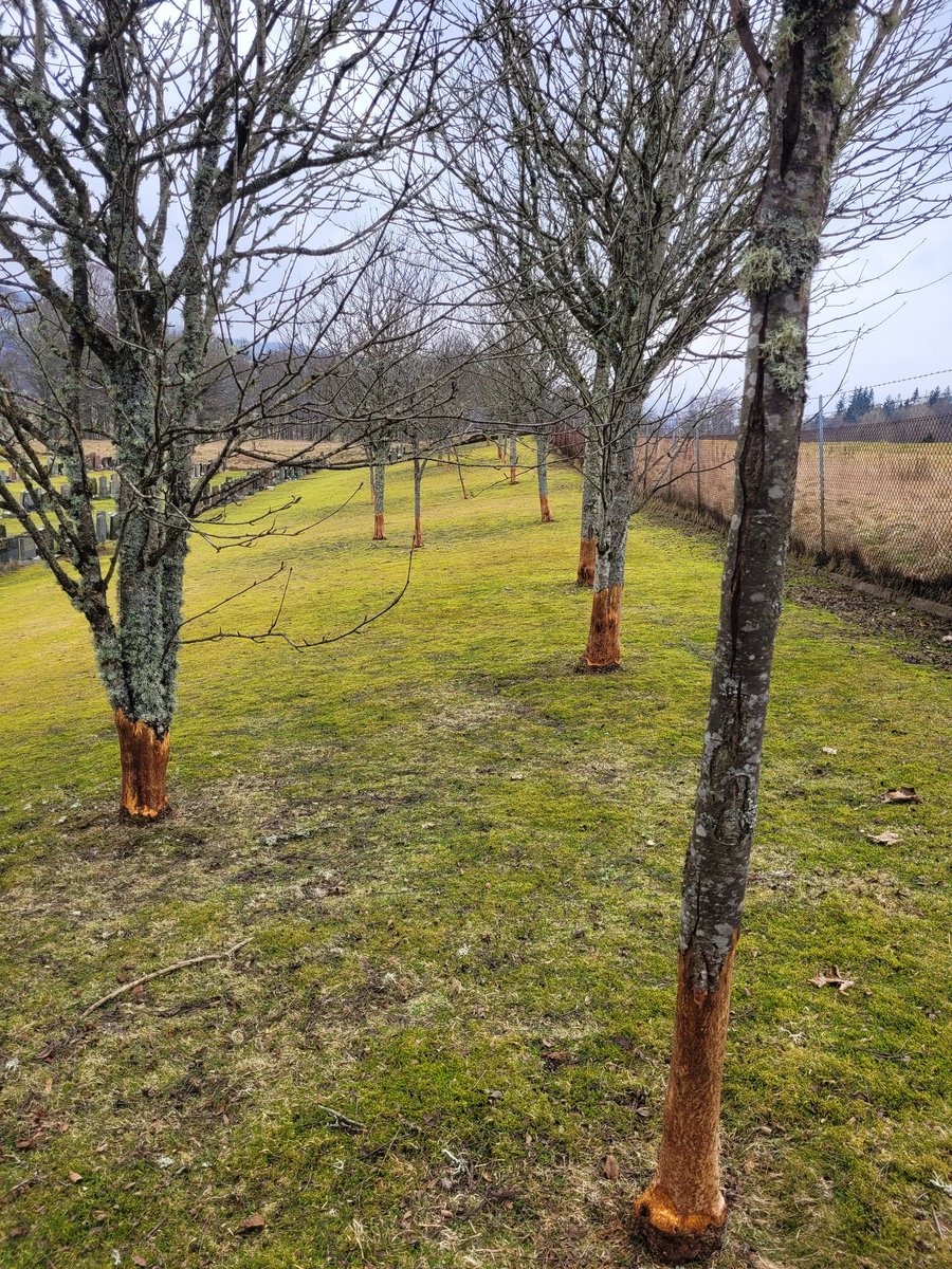 MorvenMacrae's tweet photo. Hey @PerthandKinross what's going on at Pitlochry cemetery?  Visit to lay flowers on my mums grave for mothers day to find EVERY tree ring barked. They will all now die. Any explanation? Human or animal?  Really distressing to see such harm done. https://t.co/nwGnG4Ogiw
