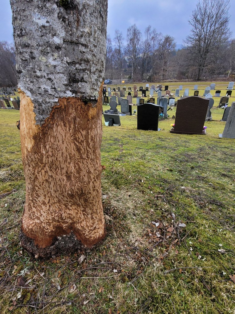 MorvenMacrae's tweet photo. Hey @PerthandKinross what's going on at Pitlochry cemetery?  Visit to lay flowers on my mums grave for mothers day to find EVERY tree ring barked. They will all now die. Any explanation? Human or animal?  Really distressing to see such harm done. https://t.co/nwGnG4Ogiw