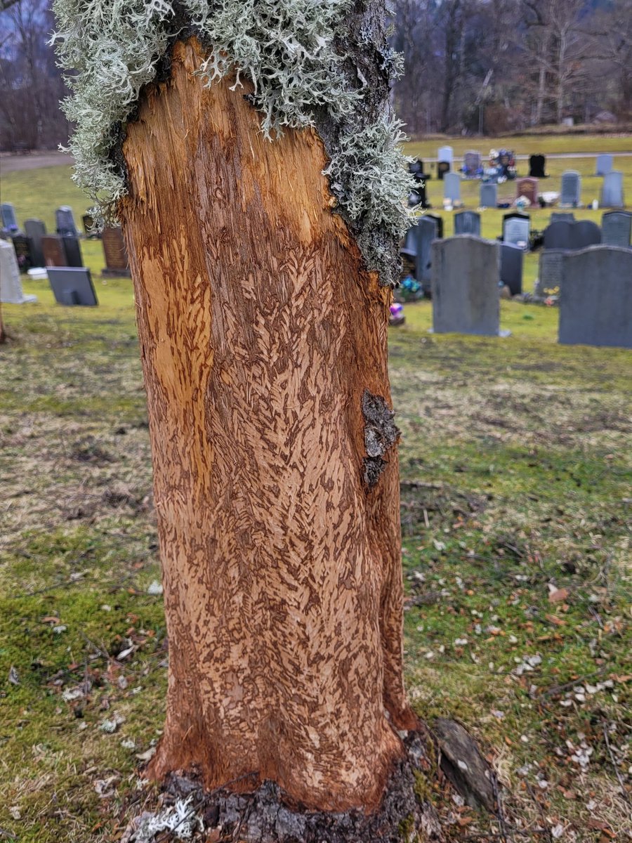MorvenMacrae's tweet photo. Hey @PerthandKinross what's going on at Pitlochry cemetery?  Visit to lay flowers on my mums grave for mothers day to find EVERY tree ring barked. They will all now die. Any explanation? Human or animal?  Really distressing to see such harm done. https://t.co/nwGnG4Ogiw