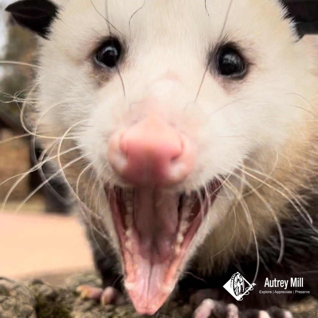 autreymill's tweet image. Daylight savings has all of our animal ambassadors yawning like crazy!
