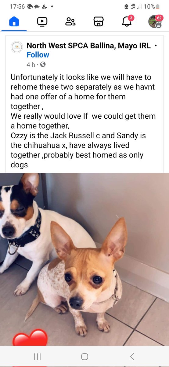 Please please rp...so these two sweeties & besties don't have to be separated....there has to be a home out there for them. #homeswanted #AdoptDontShop