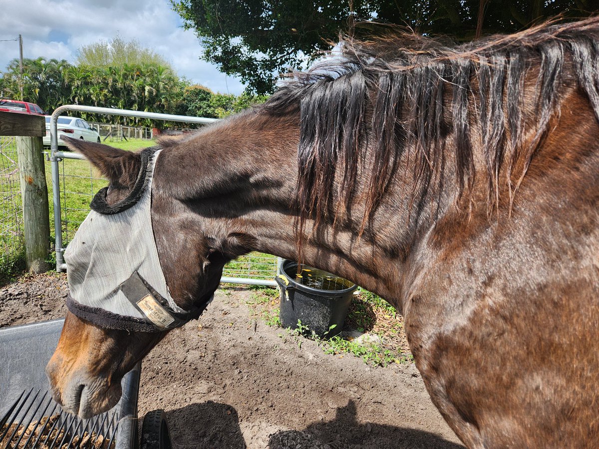 Meet Electra 🐎 she’s a beautiful retired horse owned by Nancy 🇭🇹

#PalmBeach #AnimalTherapy #VolunteerWork #HaitianOwnedEquine