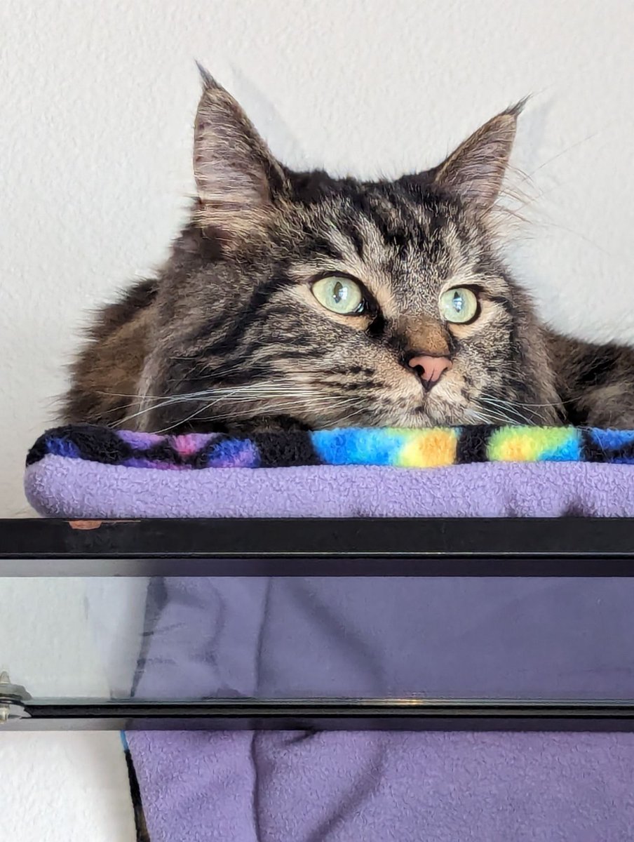 Scouter68's tweet image. Wookie posing for Caturday.