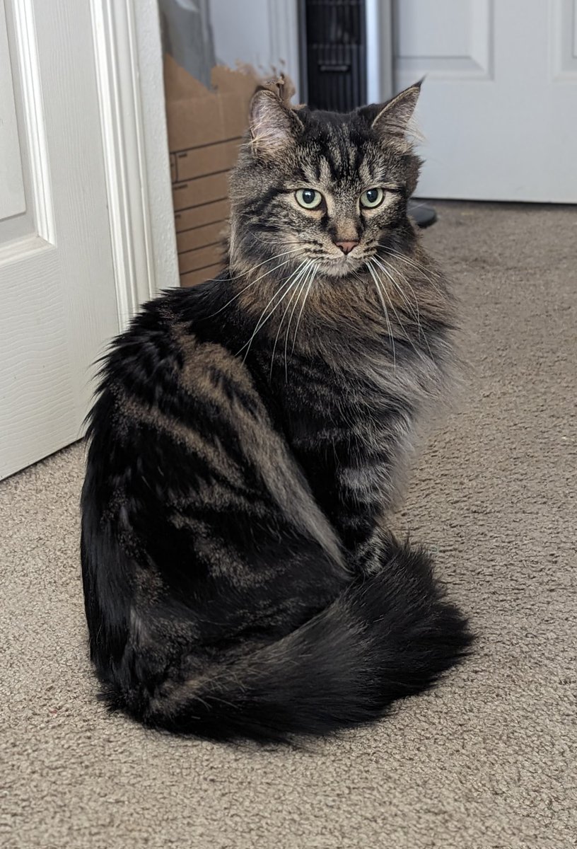 Scouter68's tweet image. Wookie posing for Caturday.