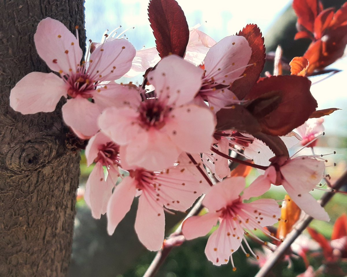 celesgalan64's tweet photo. Unas humildes #florecillas 🌸💮🌸
#pruno 🌱 https://t.co/PBpKNa34eN