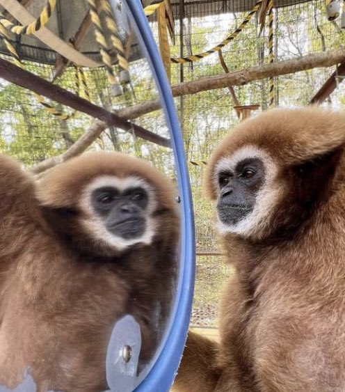 Gibbons Daily tweet media