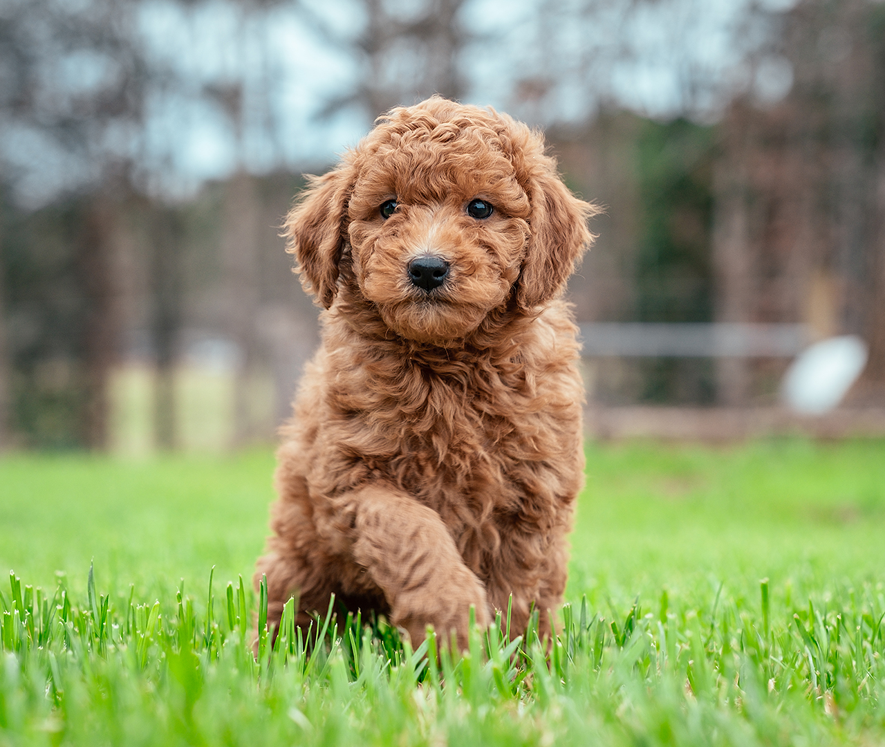 Crockett goldendoodles sale
