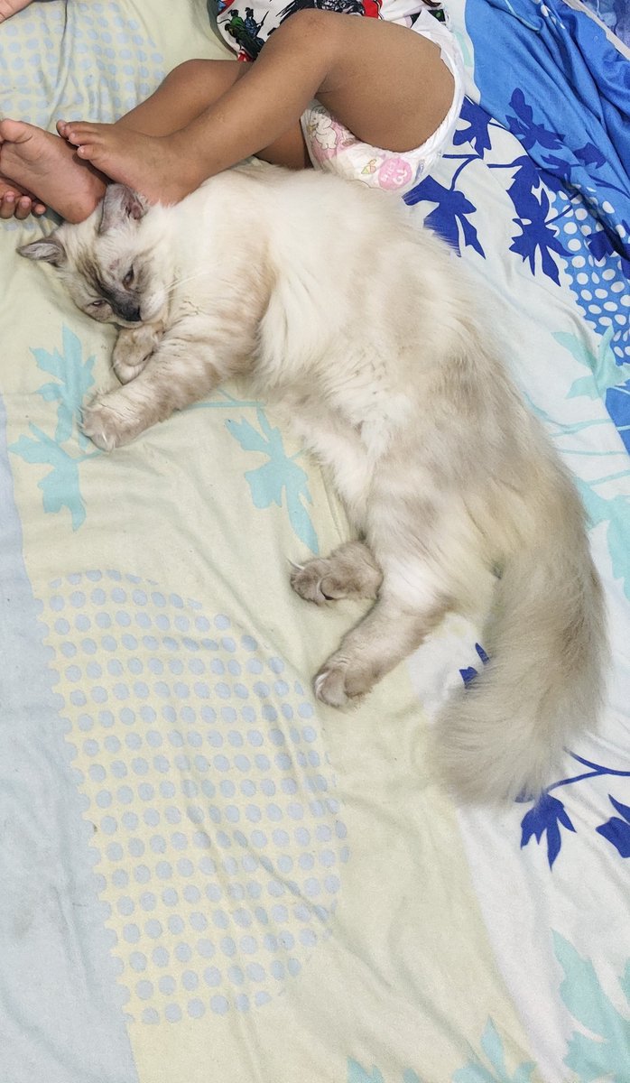 shibtomars's tweet photo. @kochengfs Tempat tidur favorit, disebelah pampers berisi kencing anak2.. https://t.co/Ki4ILqBz3N