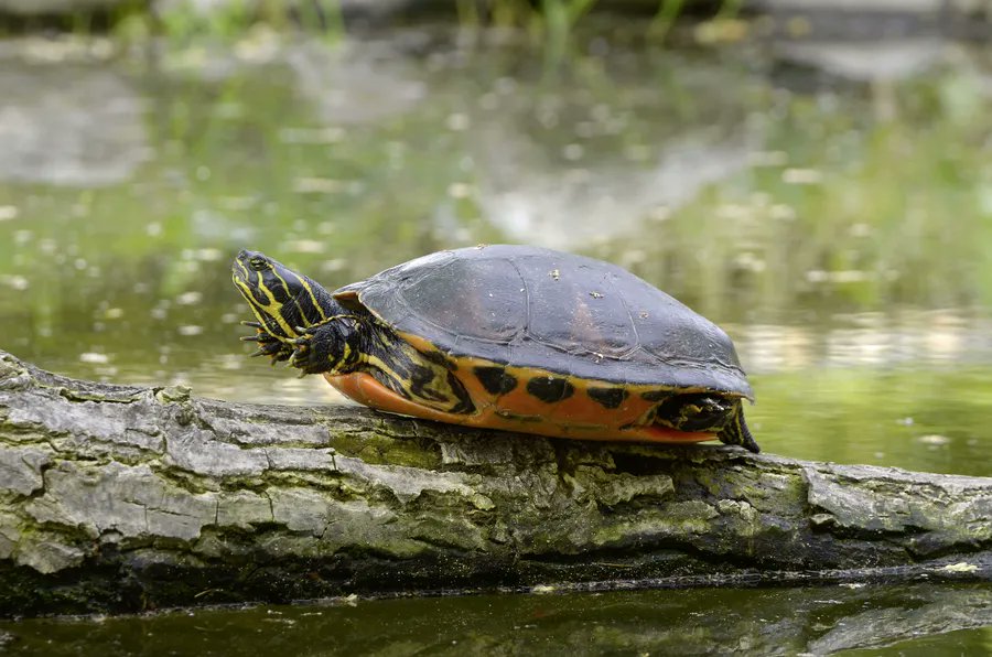 Loveiynature's tweet photo. Life's better with a little turtle time. https://t.co/y8p1923cJl