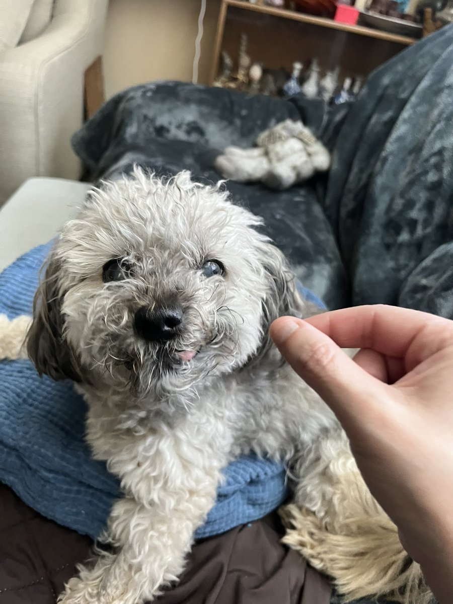 silverwolf1977's tweet photo. It loves to not only rain, but pour. But in the meantime, Lady is going to get whatever tasty treats I can risk feeding her without too much risk of pancreatitis. She’s already enjoying some ground and steak bison. I think she’s sick of turkey. https://t.co/M3oOFB9hQl