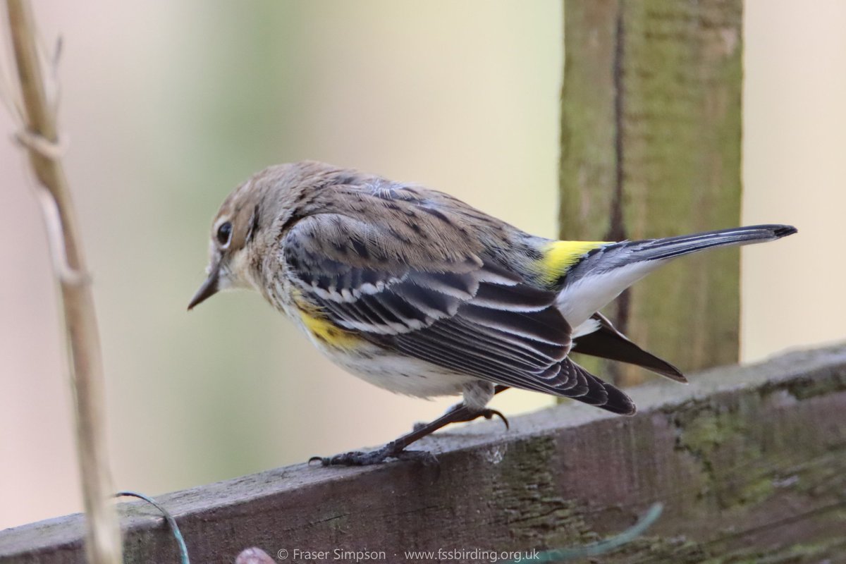 Great trip by train from Essex to Ayrshire to see the Myrtle (Yellow-rumped) Warbler in Kilwinning - the county's first Nearctic passerine.
44 spp from the train inc Marsh Harrier, Red Kite, Little Egret, Great Egret & Cattle Egret
#birdingbytrain #lowcarbonbirding #AyrshireBirds