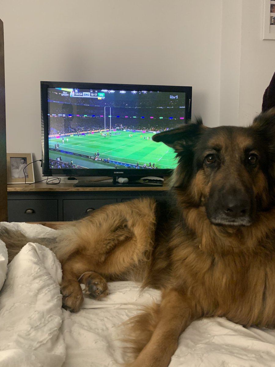 Mickysindall's tweet photo. Trying to watch. 🏉😳someone  wants a walk. 🐕 https://t.co/LmonTPasyL