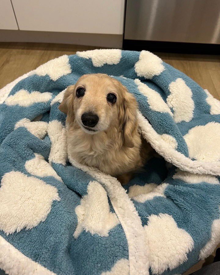 WeRateDogs tweet media