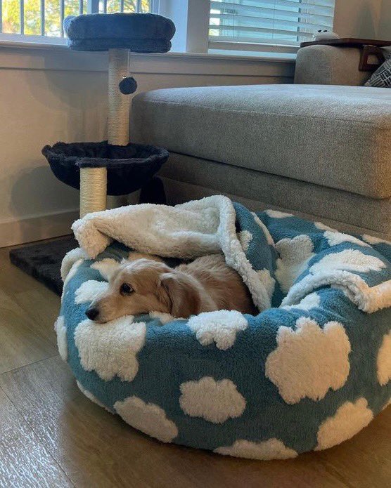 WeRateDogs tweet media