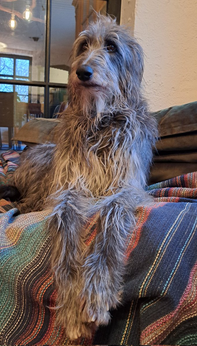 Queen of the Couch 👑🐾🙃
Wishing u a very happy weekend 💞👋

#Scottishdeerhound 
#Finchhill