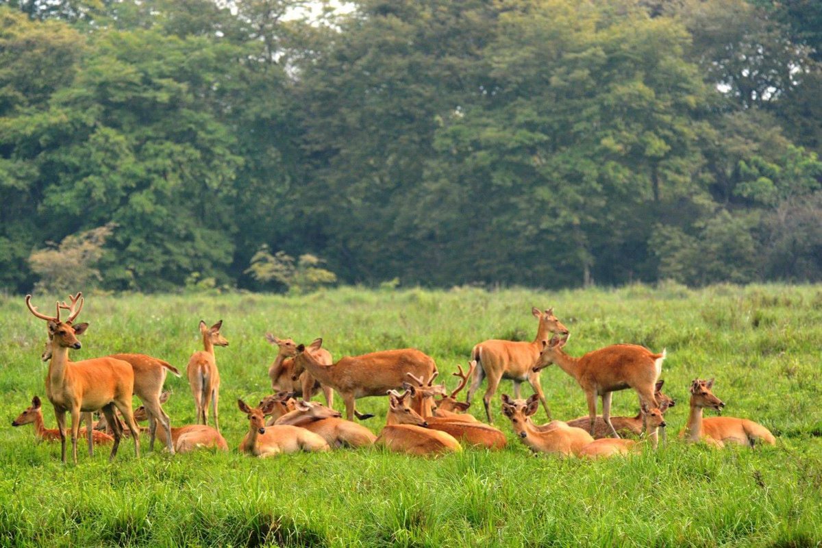 Kaziranga is definitely a wildlife heaven !!! The #diversity of #wildlife is mind-boggling .... Rhino, Water Buffalo, Asian Elephant, Swamp Deer, Gibbon and Tiger. #Kaziranga #Assam #KazirangaNationalPark #rhino @kaziranga_