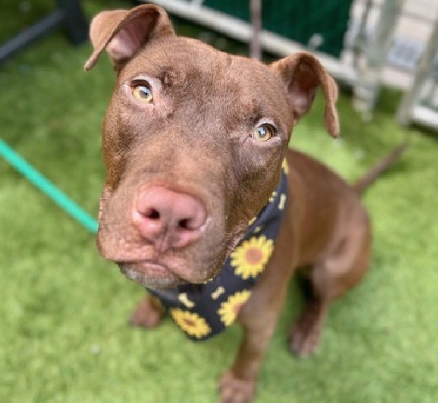 MyBoxerLuvMac1's tweet photo. 💔Chocolate Bar/ FNA Count Chocula💔
#NYCACC #194221 1y
▪️KILL COMMAND❗
Precious baby's💔, dumped w toys + blanket!
Affectionate, social, playful.
A tiny kennel is no place 4 a puppy!
Stressed, needs loving, N.East #Foster, 4 security, 2 decompress.
Pls #pledge
💞Choc Bar https://t.co/xRwc5B0ARy