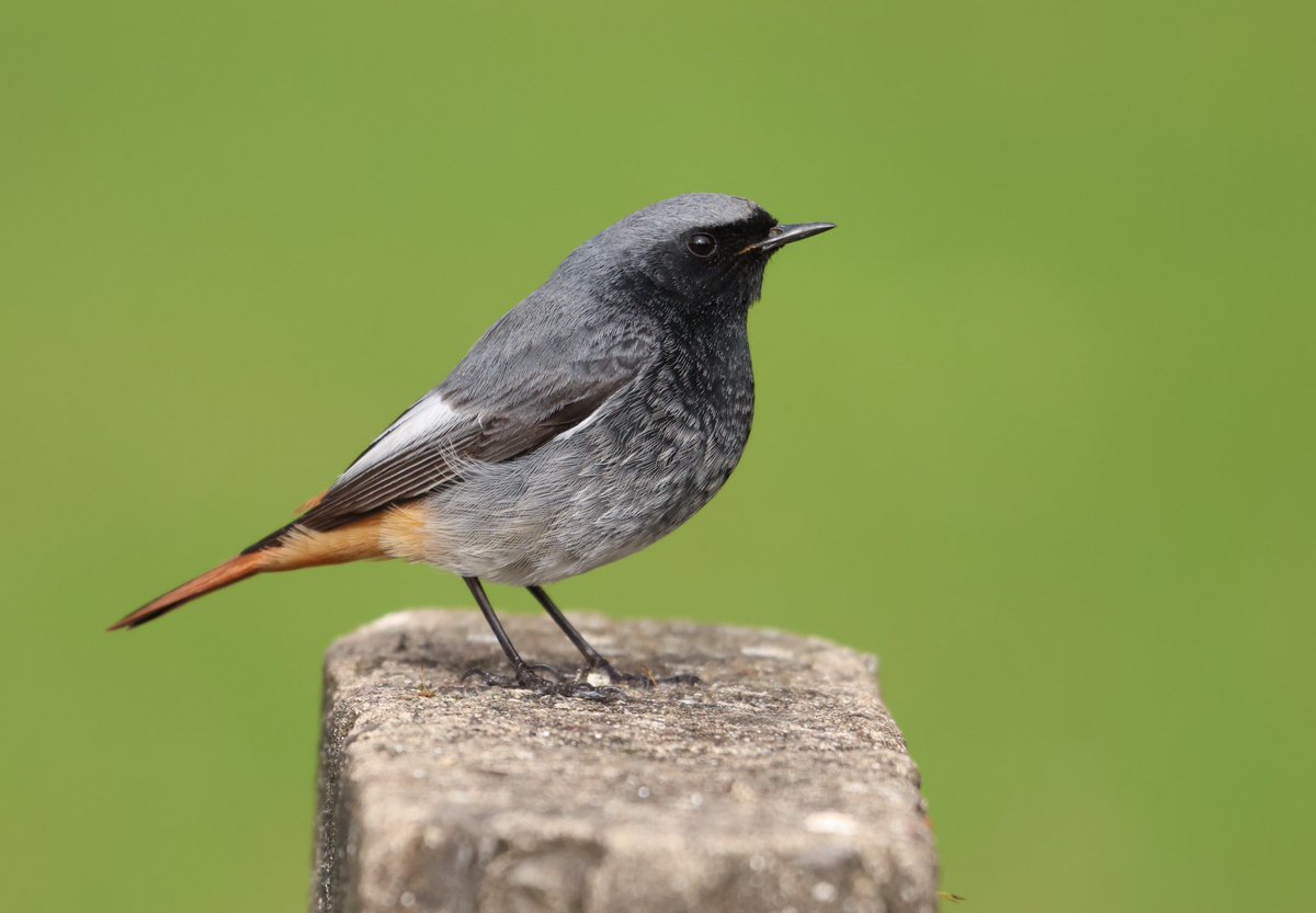 A few more of Cardiff city hall’s Black redstart from Thursday. Can’t remember seeing a male at such close range before