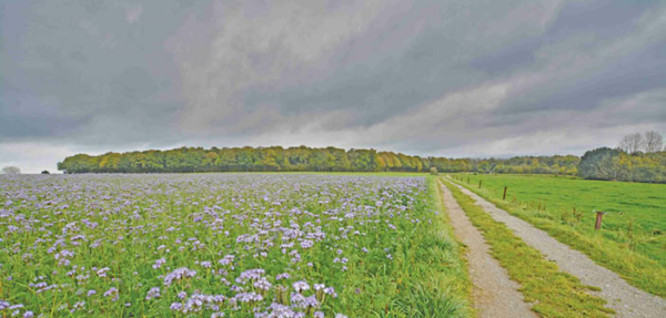 ACTHortNews's tweet image. Study confirms cover crops reduce nitrate leaching

Read more via #HortNews &amp;gt;&amp;gt; hortnews.com/articles/horti…

@ADAS_Hortic @AffinityWater #covercrops #nitrateleaching