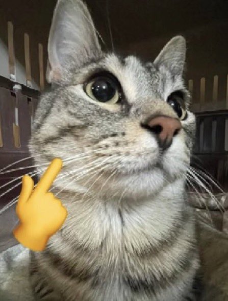 xokaspov's tweet photo. meow meow🤫🧏‍♂️ https://t.co/GjaYtfONBl
