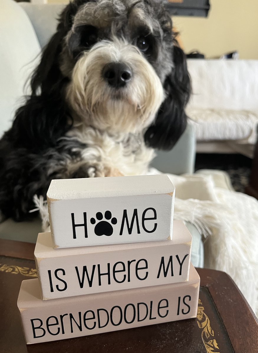 CountryWorkshp's tweet photo. Home is Where my Bernedoodle is...
Rainy Saturday with my favorite Doodle. Only took 5 shots to get her in the photo.
Block set available on our website.
https://t.co/uUiYuE4Hi0
.
,
,
#bernedoodlemom #doodlefamily #meandmydoodle #dogsign #smilett23 https://t.co/V1liQNjDmV