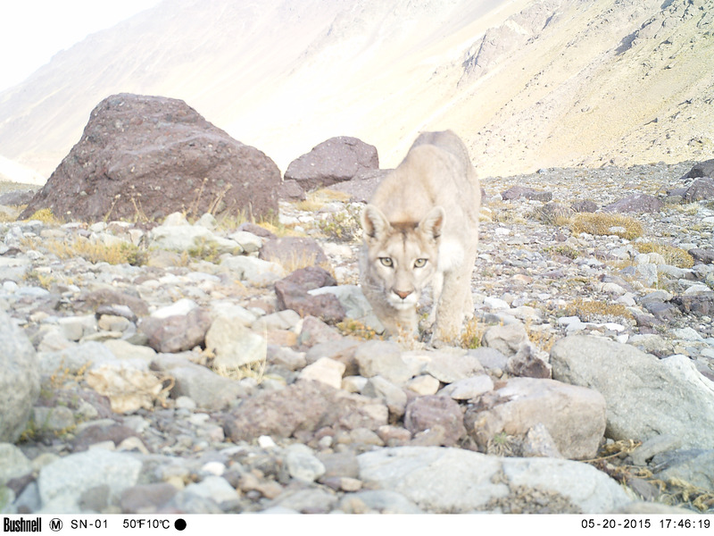 🌿🐾 Aprendiendo de la Fauna Silvestre a través de la matemática 📊✨ Hoy quiero compartir con ustedes un emocionante trabajo interdisciplinario donde convergen el fascinante mundo de la matemática y la maravillosa diversidad de nuestra fauna silvestre: ojs.ecologiaaustral.com.ar/index.php/Ecol…
