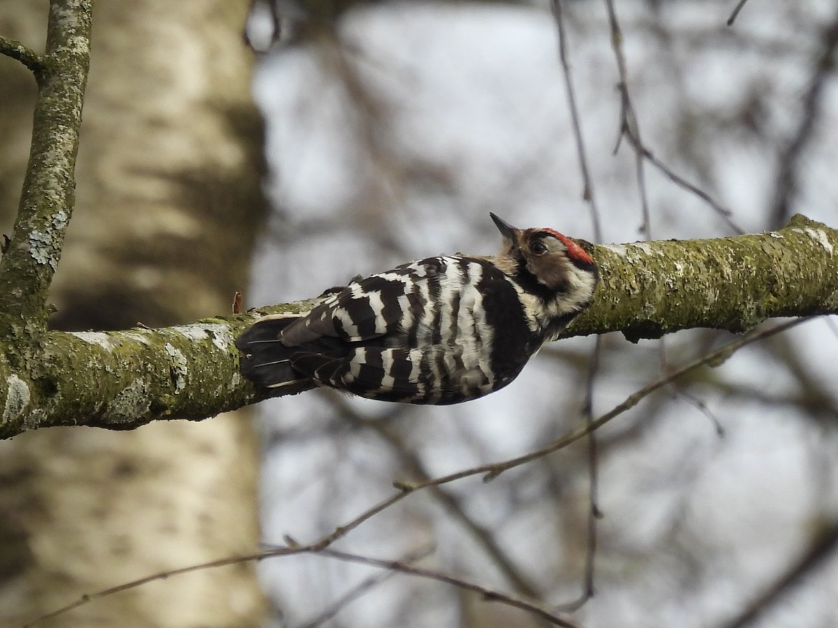 Mit første besøg i Draved Skov var en kæmpe succes. Fuld plade med alle fem spættearter – blandt andet denne charmetrold (Lille Flagspætte), som manglede på min liste. Lad os få mere urørt skov! #JegKiggerPåFugle