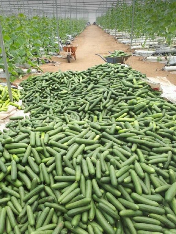 Meet Samson Ogbole the Nigerian farmer who grows crops in the air!! 
He is doing this using Aeroponics a process of growing plants in the air without the use of soil.
Here are some food items from his farm