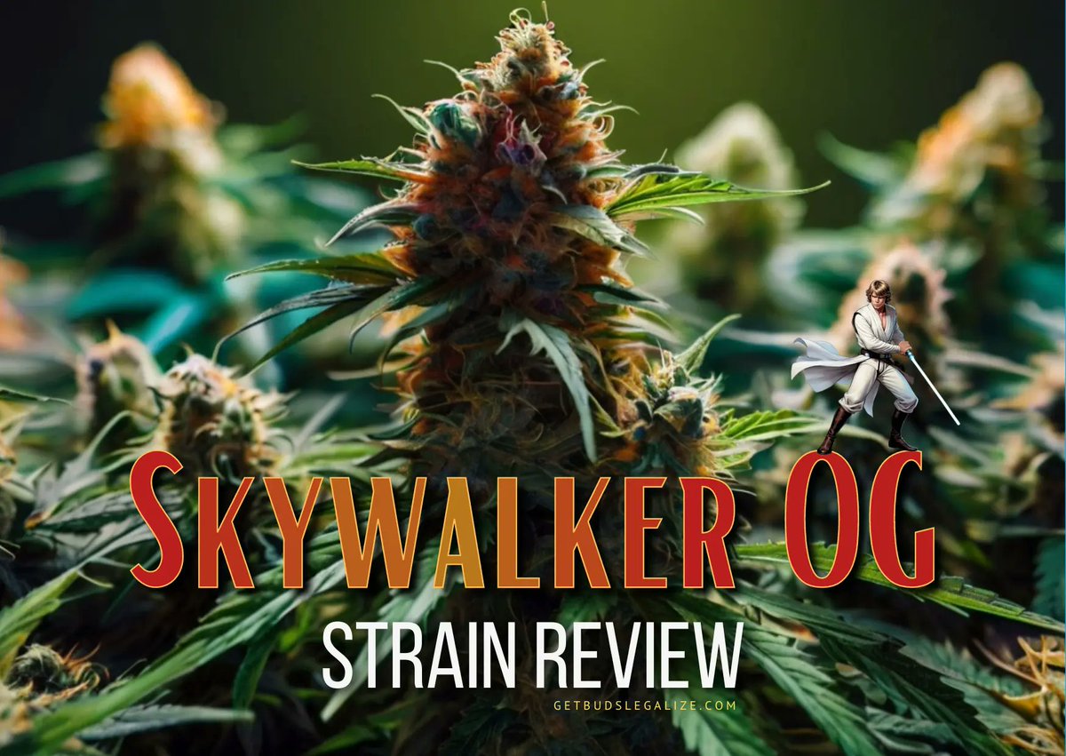 SacredSoundX's tweet photo. Skywalker OG Strain Review & Growing Guide - Mastering The Force https://t.co/Ne3w1mfZat
#SkywalkerOG
#CannabisCommunity
#THC
#Indica
#HighLife
#CannabisCulture
#WeedLovers
#StonerFam
#SmokeSession
#420Life
#Dankness
#Ganja
#Marijuana
#OGKush
#CannabisStrain
#Weedstagram https://t.co/cspTgyhRsW