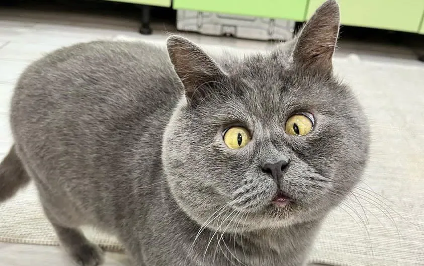 DaveKent101's tweet photo. #Fedya the cross eyed rescue #cat is now an 'viral sensation' with 300k Instagram followers
Fedya, a four-year-old cross-eyed cat, has won 311,000 followers for his photos and videos on Instagram, thanks to his quirky cartoon-like looks.
His owner, Natalya Zhdanova, 42, from Rostov-on-Don, Russia, said her pet brought βjoy and smilesβ to people.
Fedya was born with a coordination disorder and initially struggled to move, with Natalya fearing he might not survive when she found him in her back garden in 2020, but the feline is now thriving.
https://t.co/P3m5AkHa7t