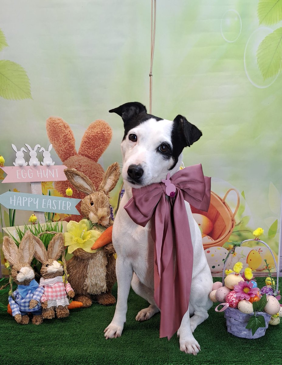 AitchNic's tweet photo. Ali just had her pre-holiday groom. Looking cute #crufts https://t.co/FeJLMh7Ns7