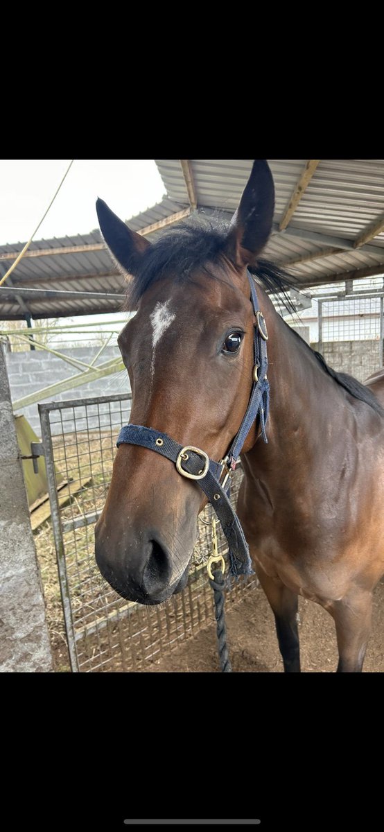 Anna_barlow7's tweet photo. Great to have @oismurphy in to sit on our lovely Kameko filly 🐎
Bought from @Tattersalls_ie heading to @Tattersalls1766 Guineas breeze up. @Tweenhills @Qatar_Racing https://t.co/VpQLNhtwq2