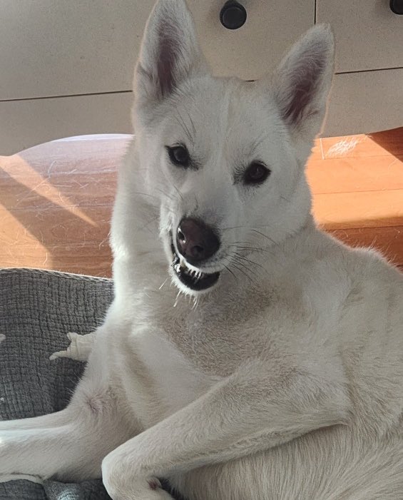 달디달고 달디단 밤양                      GANG