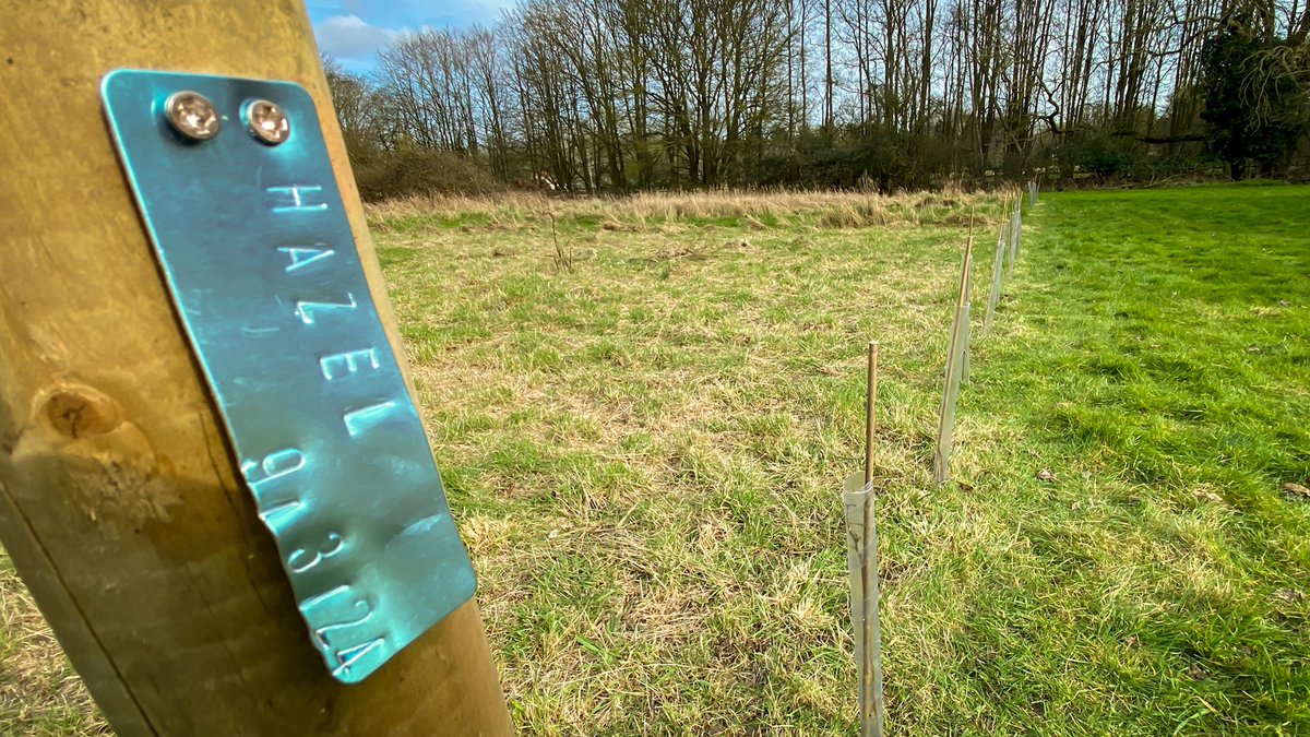 The sun shone on our volunteers today. 45 new hazels from @WoodlandTrust planted to border our ‘wild larder’ of rowans, crab apples, pears, blackberries… 🌱🐝 #CommunityPlanting  #CotonLovesPollinators