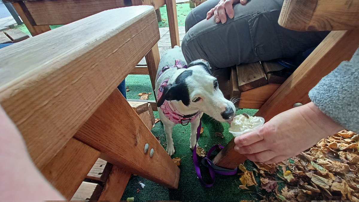 AitchNic's tweet photo. Ali enjoying a pupachino whilst on holiday in Norfolk #crufts https://t.co/oFDXyaYaif
